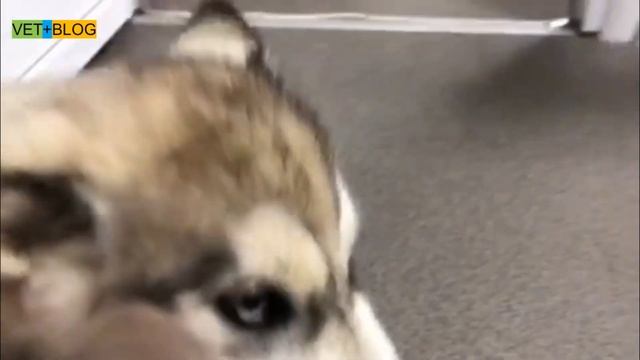 Щенок Хаски едва не лишился жизни из-за укуса клеща... смотреть онлайн