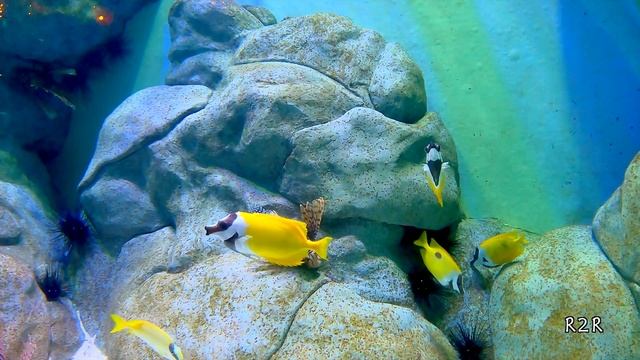 Singapore Aquarium 8K | Singapore 8K