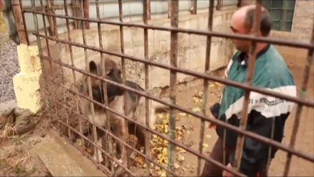 Кавказские овчарки смотреть онлайн
