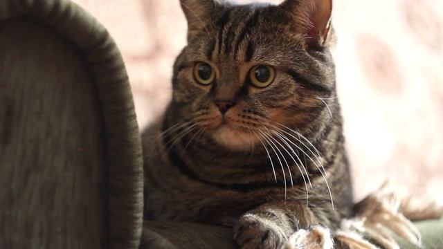 Canon EOS 50D + Magic Lantern 2.3 смотреть онлайн