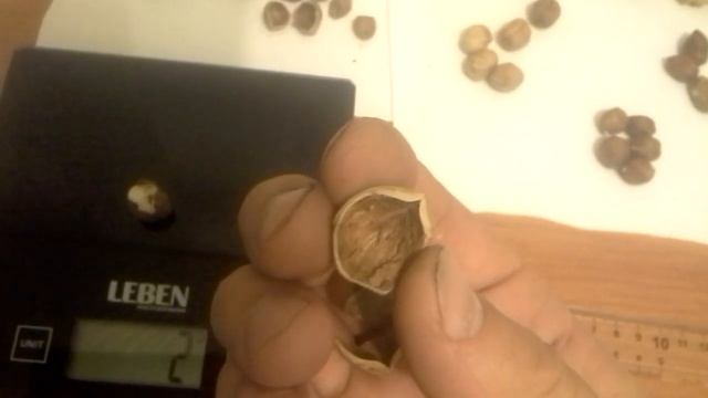 Купил фундук небольшой замер и обзор 26.11.18 смотреть онлайн