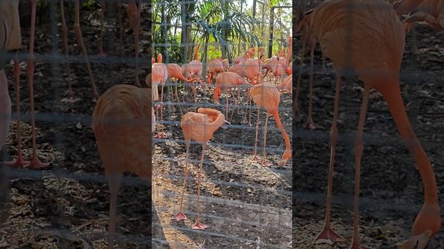 розовый фламинго в сафари парке Бангкока смотреть онлайн