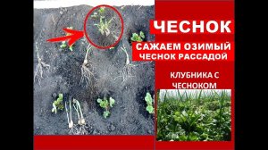 Как Сажать ЧЕСНОК Озимый Весной Рассадой ✔️ СПОСОБ ПОСАДКИ ЧЕСНОКА на грядку с Клубникой Видео