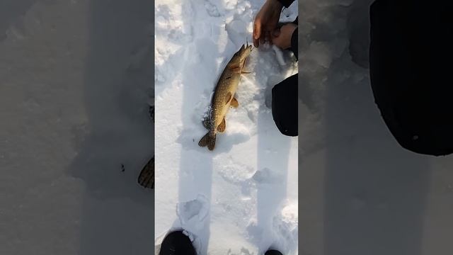 Зимняя рыбалка на жерлицы. смотреть онлайн