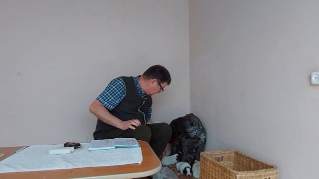 Щенки: помет "Н" (день 9) смотреть онлайн