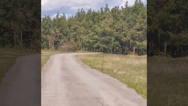 Видеозарисовка, природа Белокалитвенского района (хутор Поцелуев)