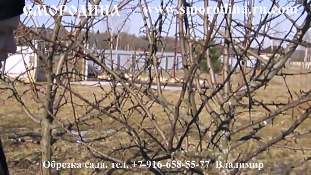 Обрезка сада (яблони и гуши формирующая и омолаживающая). смотреть онлайн