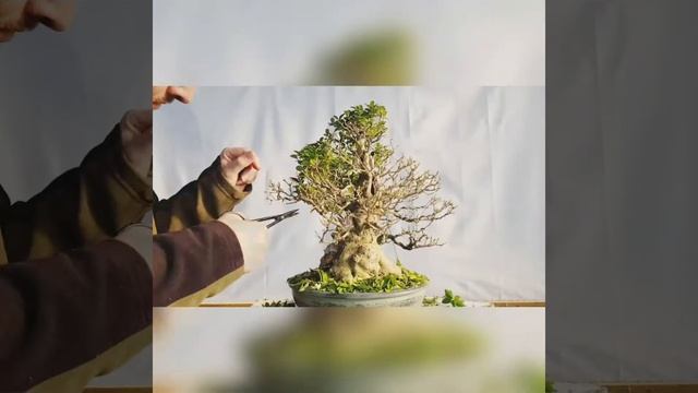 Ligustrum Ovalifolium defoliation Bonsai смотреть онлайн
