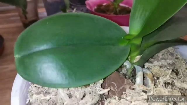 Phal. Lisboa или Снежный барс вышел из реанимации. смотреть онлайн