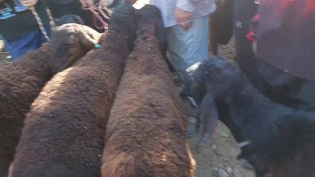 #150_кг_Кучкорлар_Туйбоб Куй Кучкорлар Мархамат Куринг Жигарларим ✊✊✊✊✊