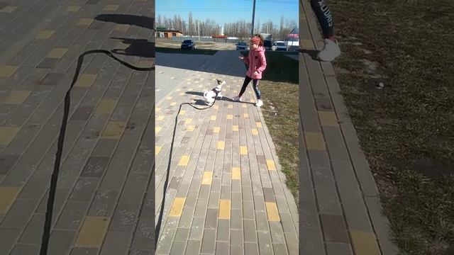 Парсон-Рассел-Терьер ☀️?? смотреть онлайн