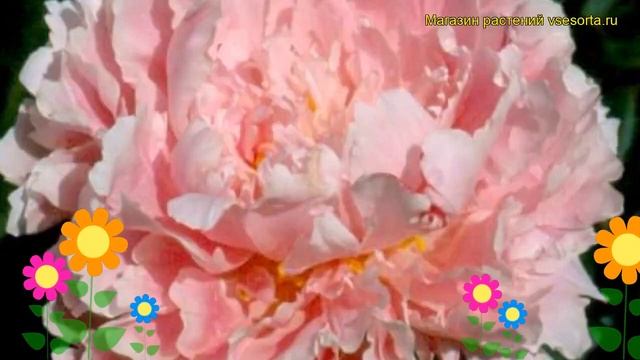 Пион молочноцветковый Рейн Хортенс. Краткий обзор, описание Paeonia Lactiflora Reine Hortense