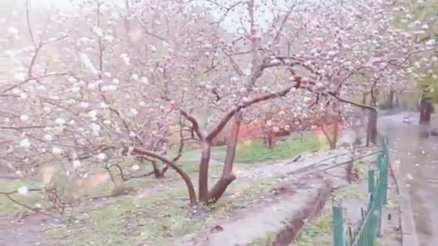 МАГНОЛИИ!!!ПРОГУЛКА В ПАРКЕ!!! смотреть онлайн