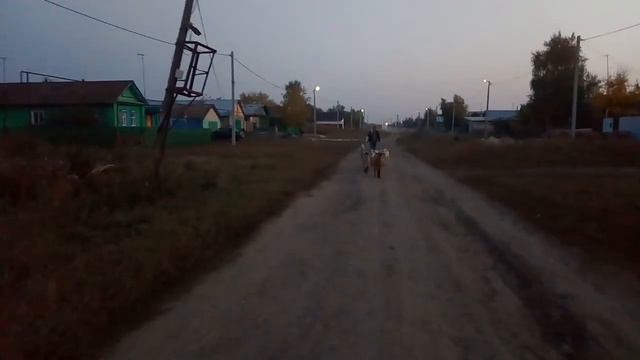 А нужна ли дисциплина в стаде? смотреть онлайн