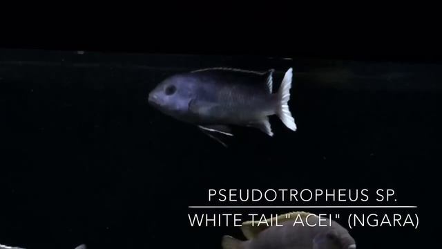 Pseudotropheus sp. "Acei" Mbuna White Tail (Ngara) смотреть онлайн