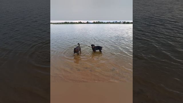 Ротвейлер от 1 месяца до 1 года смотреть онлайн