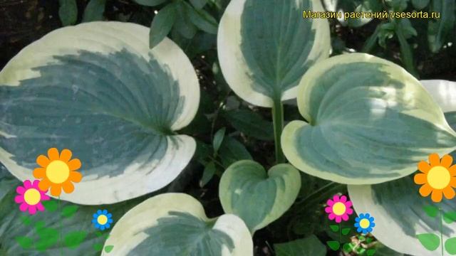 Хоста гибридная Саммер ин Джорджия. Краткий обзор, описание hosta hybrida Summer in Georgia смотреть онлайн