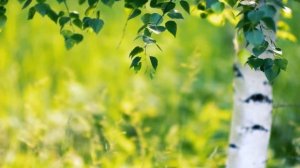 Берёзка. Песня на стихи Сергея Есенина.