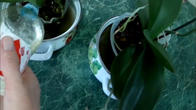 Поливаем орхидеи древесной золой по делу без лишнего _ Как полить орхидею золой.mp4 смотреть онлайн