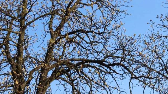 Весна, Народ, Зелень и Песня Скворца - Шпака в Ботсаду им. Фомина, УКРАИНА, Киев: смотреть онлайн