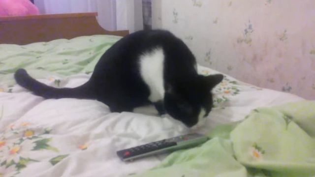 Котяра и пульт смотреть онлайн