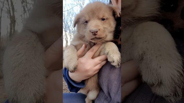 Медвежонку палец в рот не клади смотреть онлайн