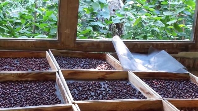 Сушка черешни и вишни в тени - польза больше.