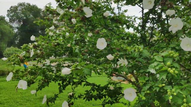 Pocophone F1 GOOGLE CAMERA test video 4K 30 FPS EIS on. смотреть онлайн