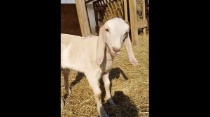 Блеяние козлят