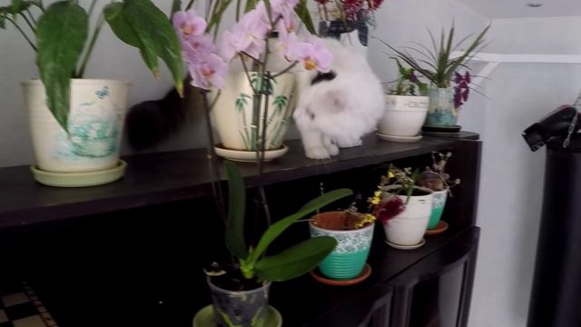 Кот Влашич. Всё выше и выше. смотреть онлайн