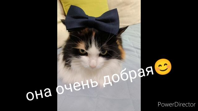это моя кошка...... смотреть онлайн