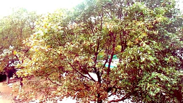 дерево и ветер заставка, фрагмент смотреть онлайн