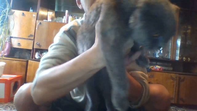 Кот подрался с другими котами смотреть онлайн