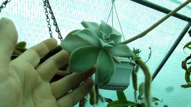My Graptopetalum paraguayense Succulent Plant in Fower Spike and Bloom смотреть онлайн