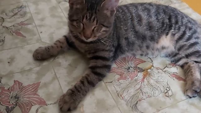 Как я спасаю глаза котенку дикой кошки. смотреть онлайн