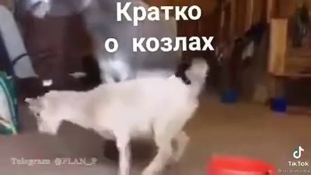 Коротко о козлах)) смотреть онлайн