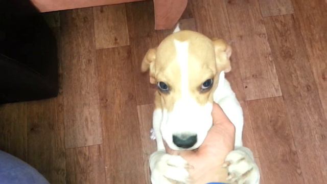 Милли нашкодила))) смотреть онлайн