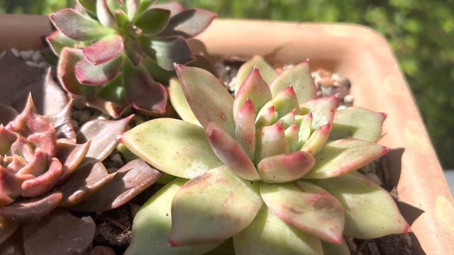 Sanseveria Moonschine ve renkli bir balkon turu#almanya#garden#suculentas смотреть онлайн