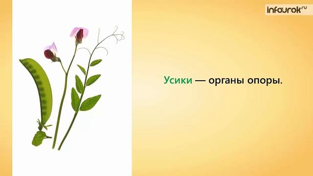 Влияние среды на строение листа. Видоизменение листьев | Биология 6 класс #27 | Инфоурок смотреть онлайн