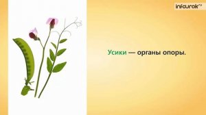 Влияние среды на строение листа. Видоизменение листьев | Биология 6 класс #27 | Инфоурок