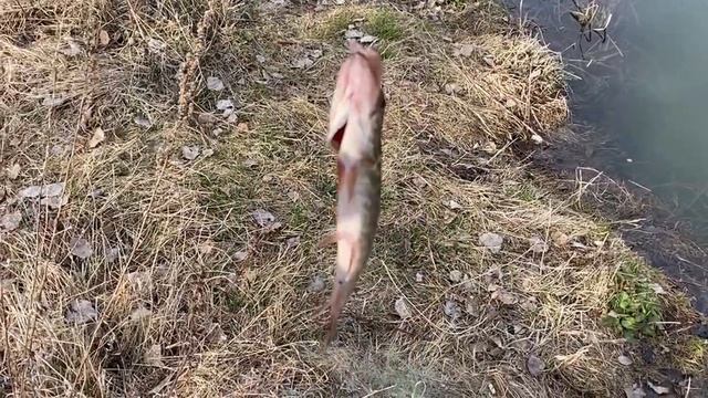 Рыбалка на поплавок весной, ловля на удочку в апреле, на озере смотреть онлайн