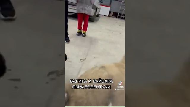 САО АЛАБАЙ МАТУРХАНА ЦЕЗАРЯ БУЛЬДОЗЕРА ЯРСА ПРАВНУКИ +375447438506 смотреть онлайн