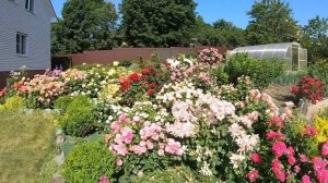 Еще немного цветения роз