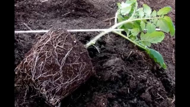 Правильная ПИКИРОВКА с ОБРЕЗКОЙ корня или без? смотреть онлайн