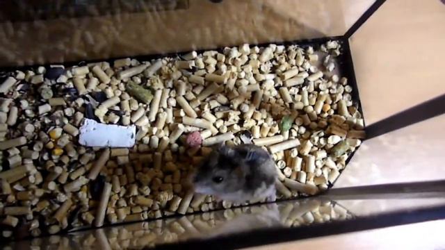 Хомяку неченго делать! смотреть онлайн