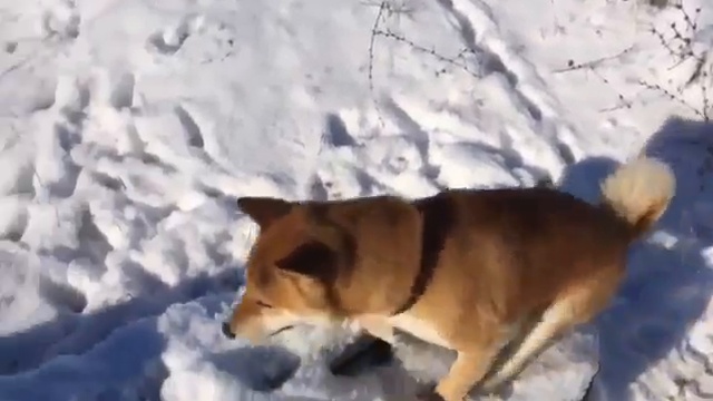 Это фиаско, братан смотреть онлайн
