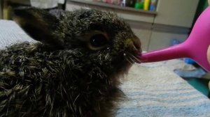 Кормление маленьких зайчат )