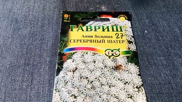 Амми- моя новинка для выращивания в саду