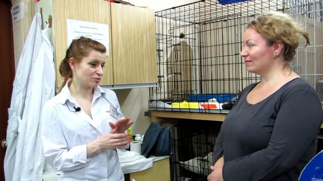 Мастерство в Дизайне