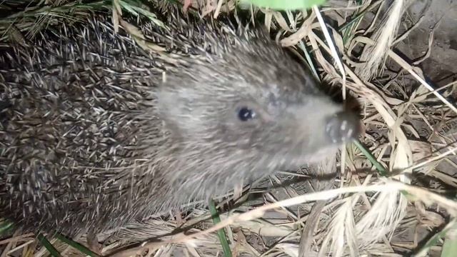 Little hedgehog /// Маленький Ежик смотреть онлайн